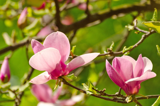 Beautiful magnolia tree blossoms in springtime. Jentle magnolia flower against sunset light. © Hanna Aibetova