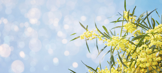 Fresh flowers. Spring background.