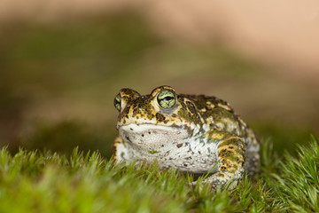 Natterjack toad (Epidalea calamita) 