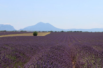 Fototapeta na wymiar Valensole Provence