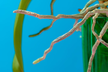 Orchid plant roots in a green pot close up. Photo