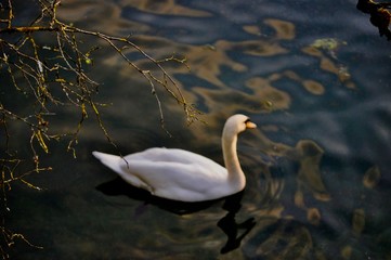 Swan
