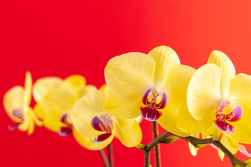 Tiny orchid flowers on red background close up