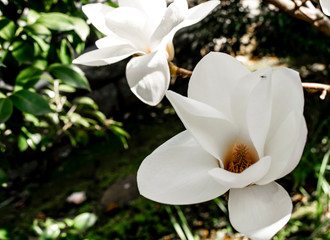 Magnolia blossom