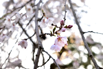 Image of March cherry blossom up