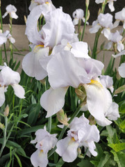 Obraz na płótnie Canvas Iris flower white