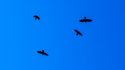Obraz premium Flocks of birds silhouette on a classic blue sky background. Space for text. Business concept.