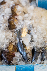 fresh fish on ice