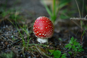 red mushroom un the grass