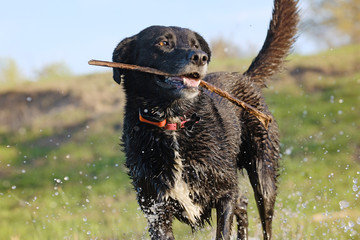 Black dog shoes pet lifestyle playing fetch with stick in water outdoors.