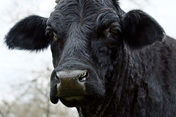 Close up of black Brahman crossbred cow face with snot in nose..