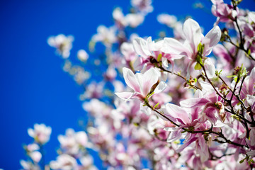 Low angle view of beautiful magnolia stellata tree in bloom with clear blue sky in the background