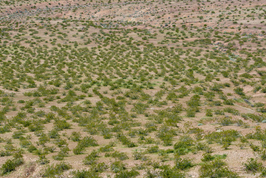 A Mojave Desert slope covered in Creosote bush (Larrea tridentata) vegetation community