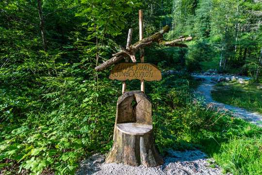 The wild and romantic magic forest