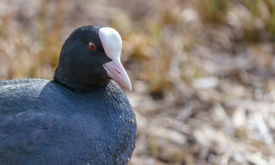 Close up of a Eurasian coot (Fulica atra), a member of the rail bird family.