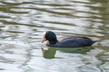 A Eurasian coot (a member of the rail bird family) swimming in a pond