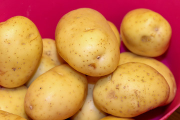 Basket with potatoes. A tuber belonging to the Solanaceae family.