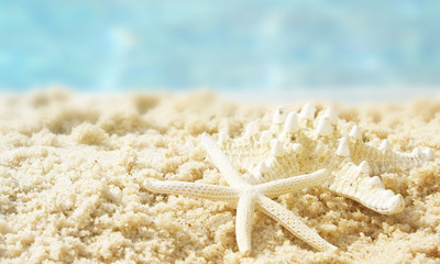 Star fish in wet sand, Travel concept, Vacation time