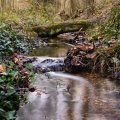 Woodland stream, creek