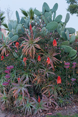 plantas crasas y cactus