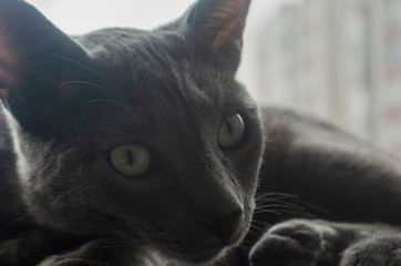 Gato gris tomando el sol al lado de una ventana en el atardecer