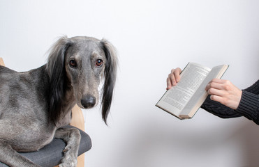 cute greyhound turned away from book witch holing female hands.