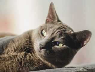 Gato gris tomando el sol al lado de una ventana en el atardecer