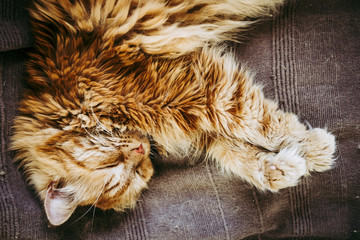 332 Blank Sweet Redhead Wall Murals Canvas Prints Stickers Wallsheaven