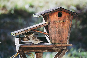 Petite mésange posée sur une mangeoire pour manger des graines