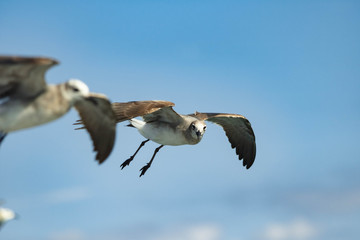 gaviotas