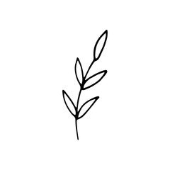 Cute single hand drawn herbal elements. Doodle vector illustration for wedding design, logo and greeting card. Isolated on white background.