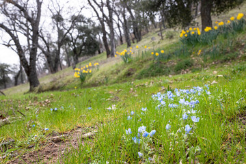 spring in the park