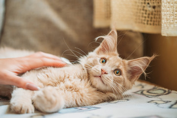 Obraz premium Woman Stroking Funny Curious Young Red Ginger Maine Coon Kitten Cat Sitting At Home Sofa. Coon Cat, Maine Cat, Maine Shag. Caress