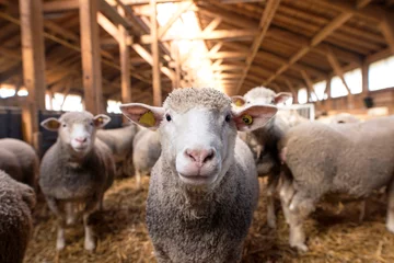 Fototapeten Schafe, die Kamera in der hölzernen Scheune betrachten Im Hintergrund steht eine Gruppe von Schafen, die auf dem Bauernhof stehen und essen. © littlewolf1989