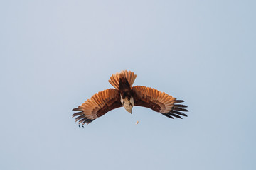 Goa, India. Brahminy Kite Throwing Crab In Flight In Blue Sky