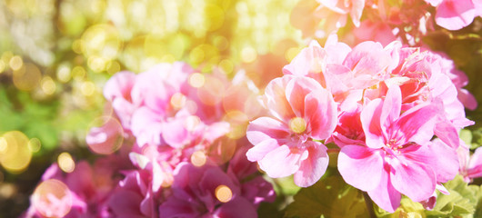 Fototapeta na wymiar Fresh flowers. Spring background.