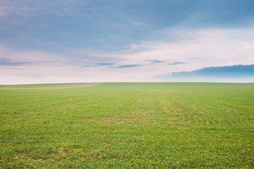 Countryside Rural Field Meadow Landscape In Spring Cloudy Day. Scenic Agricultural Landscape