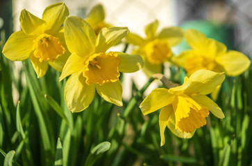 Yellow daffodils bloom in the bright sun in garden
