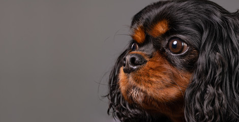 Extreme close up portrait of a beautiful Cavalier King Charles Spaniel dog against a gray background. Profile shot. Dog is looking to the left side.