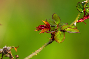 branch of tree with red leaves on white background