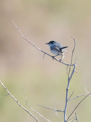 Black-tailed Gnatcatcher