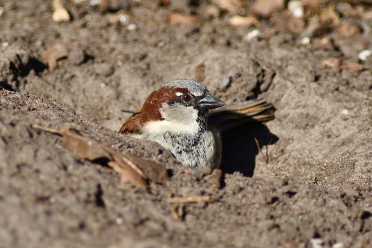 Spatz im Sandbad