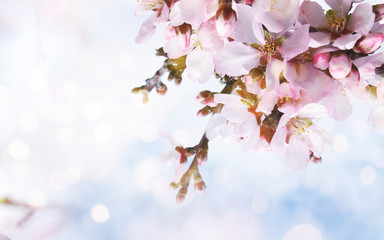 Fresh flowers. Spring background.