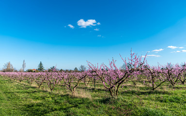 Orchard of young plum trees en pink blossoms.