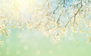 A branch of cherry blossoms. Sunlight through the branches. Spring background.