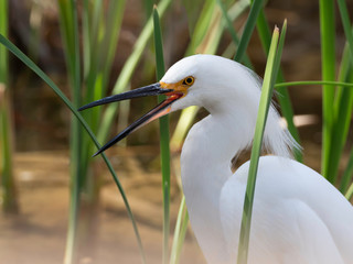 Snowy Egret in a Swamp