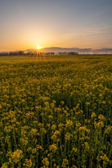 Obraz premium 朝焼けの光芒がキレイな新潟市福島潟の菜の花畑