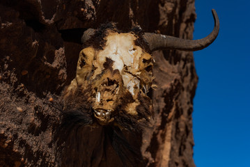 The dead head of animal attached to the rock, Chad, Africa