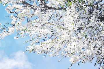 A branch of cherry blossoms. Sunlight through the branches. Spring background.