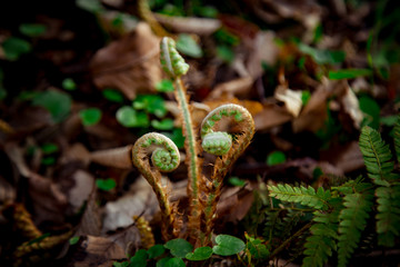 young fern growing in the forest